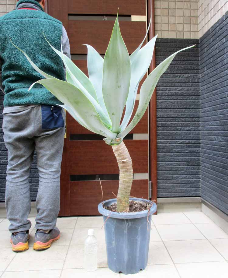 楽天市場】【現品・現物】大株 ディクソニア アンタルティカ 17
