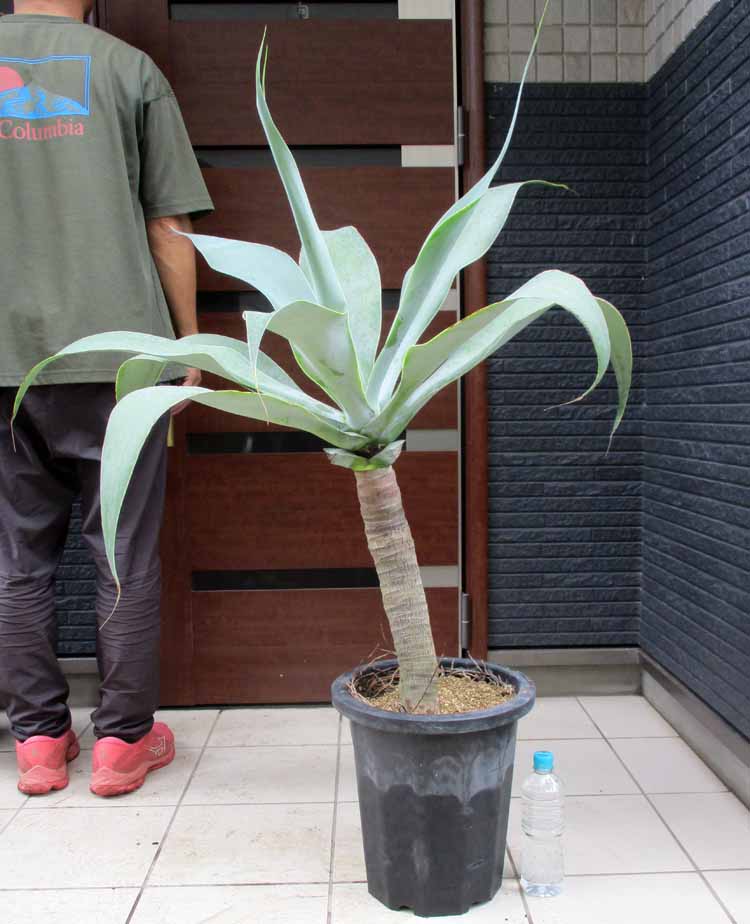 楽天市場】☆【現品・現物】アガベ エレミティアナ 12号鉢 TS番