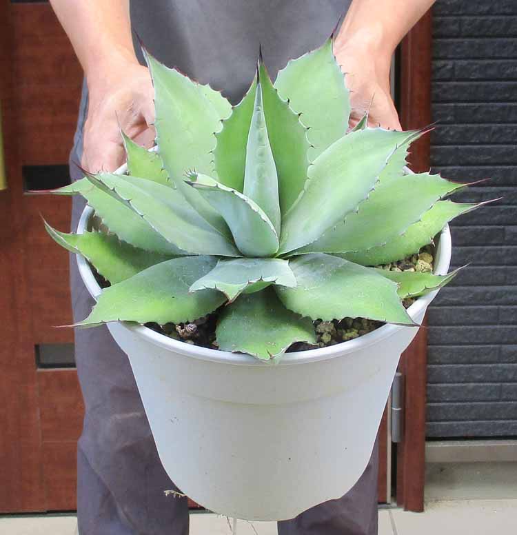 楽天市場】【現品・現物】アガベ・スノーグロー Agave hyb.'Snow