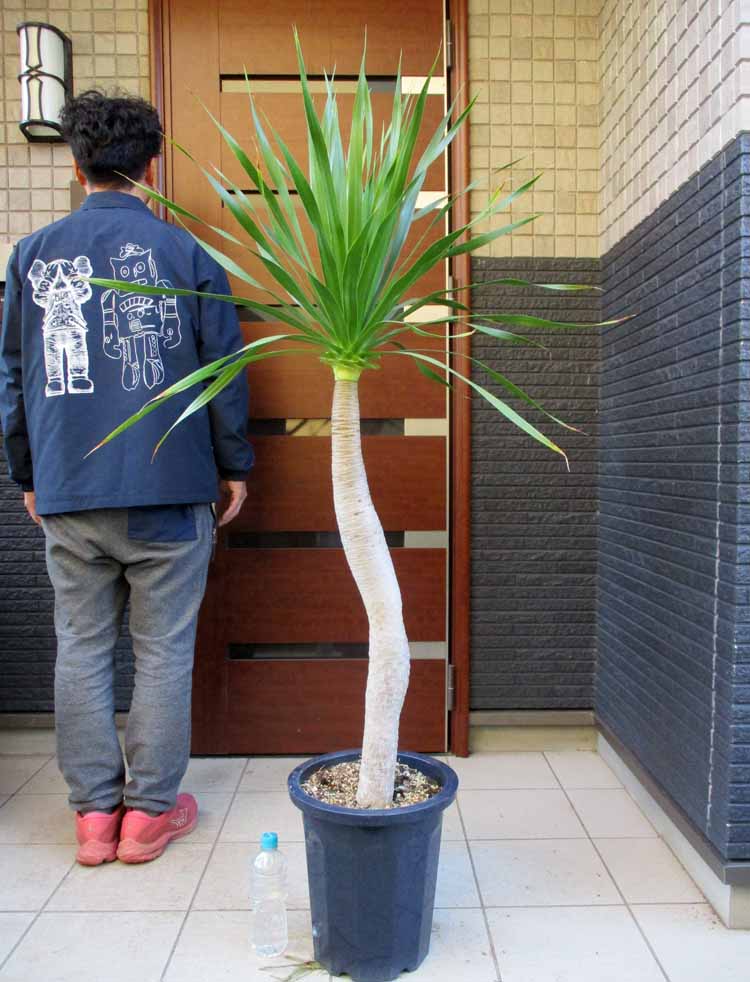 楽天市場】日時指定できません 超大株 幹が極太【現品・現物】ドラセナ