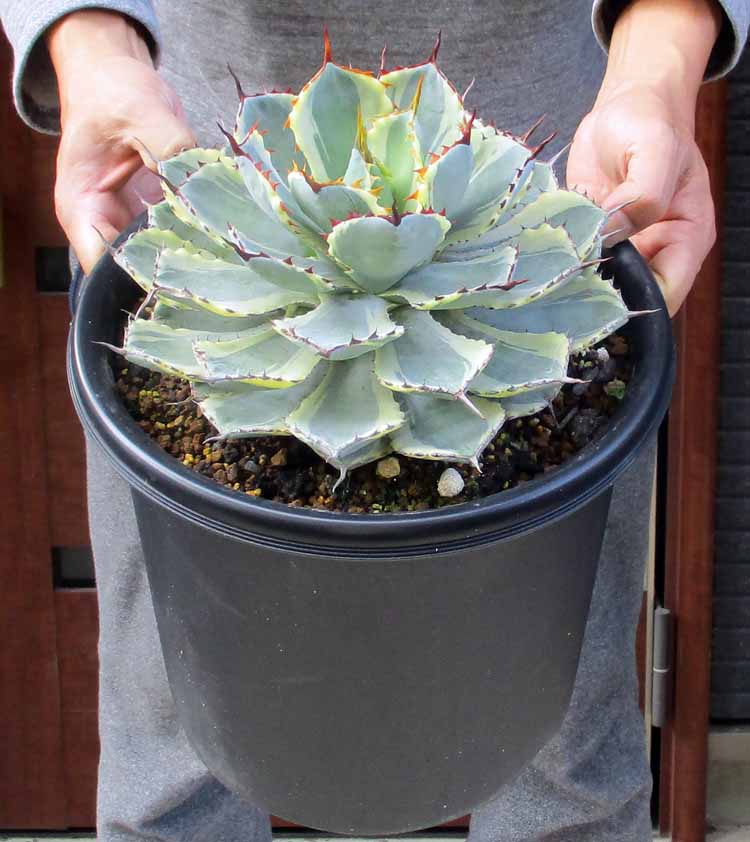 楽天市場】【現品・現物】【送料無料】アガベ・オテロイ 7号 MK番