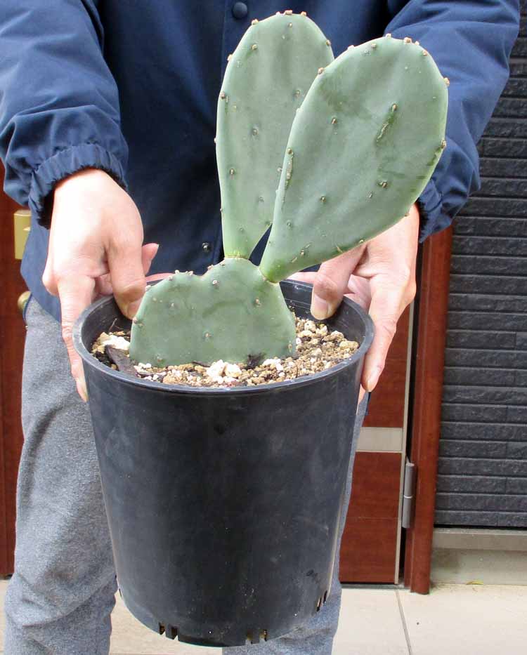 楽天市場】【現品・現物】団扇サボテン・バーバンク （バーバンク