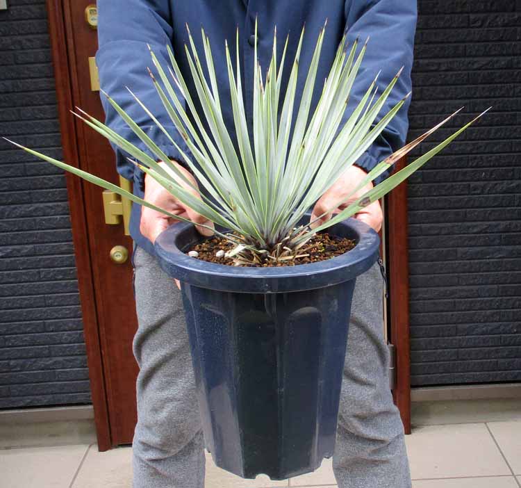 楽天市場】【現品・現物】【耐寒性ヤシ 椰子】チャメロプス・フミリス