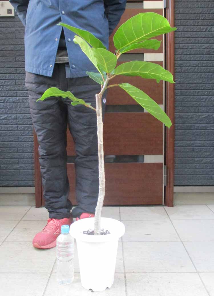 楽天市場】【現品・現物】ブリガミア・インシグニス Brighamia