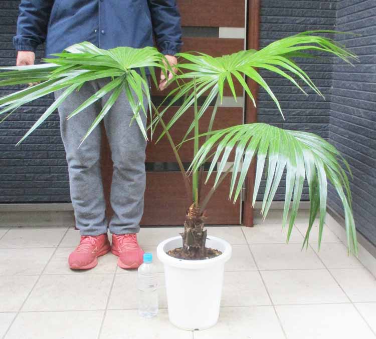 楽天市場】【現品・現物】Trithrinax campestris トリスリナックス