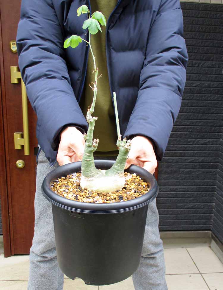 現品】人気の塊根植物 キフォステンマ ベティフォルメ