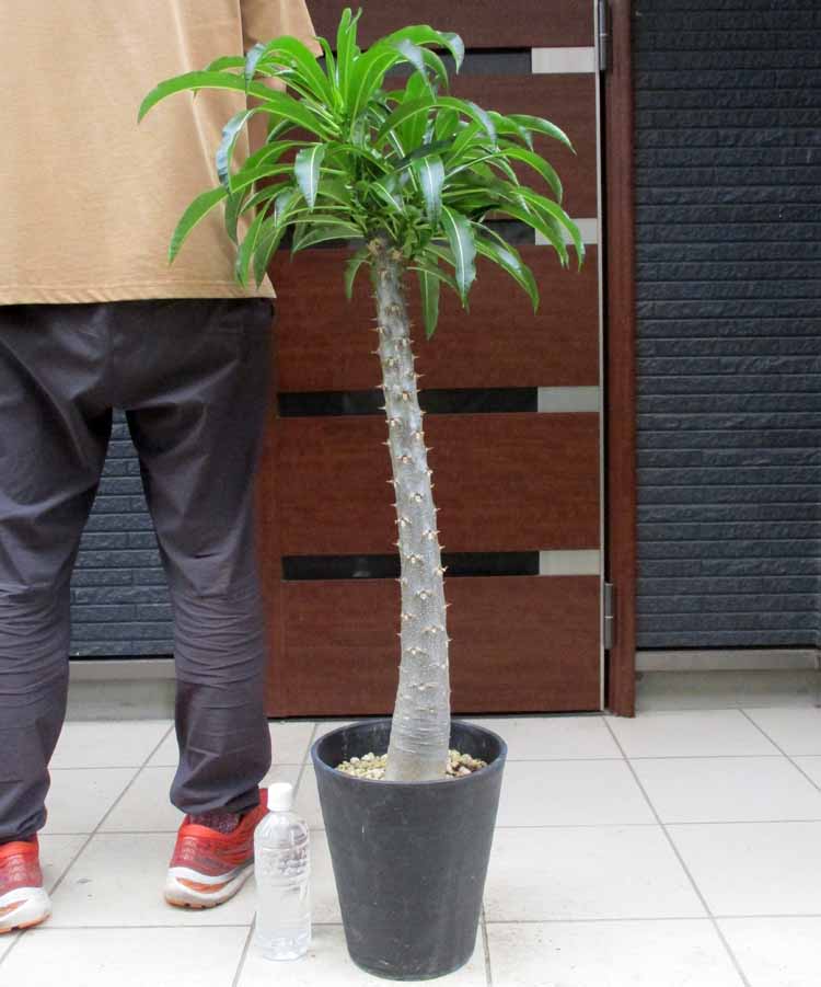 楽天市場】【現品・現物】夏型塊根植物 メキシコ亀甲竜（キッ 