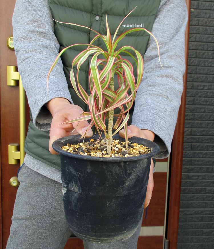 現品】【超希少品種】プヤ・ベルテロニアナ(Puya berteroniana) 7号 u