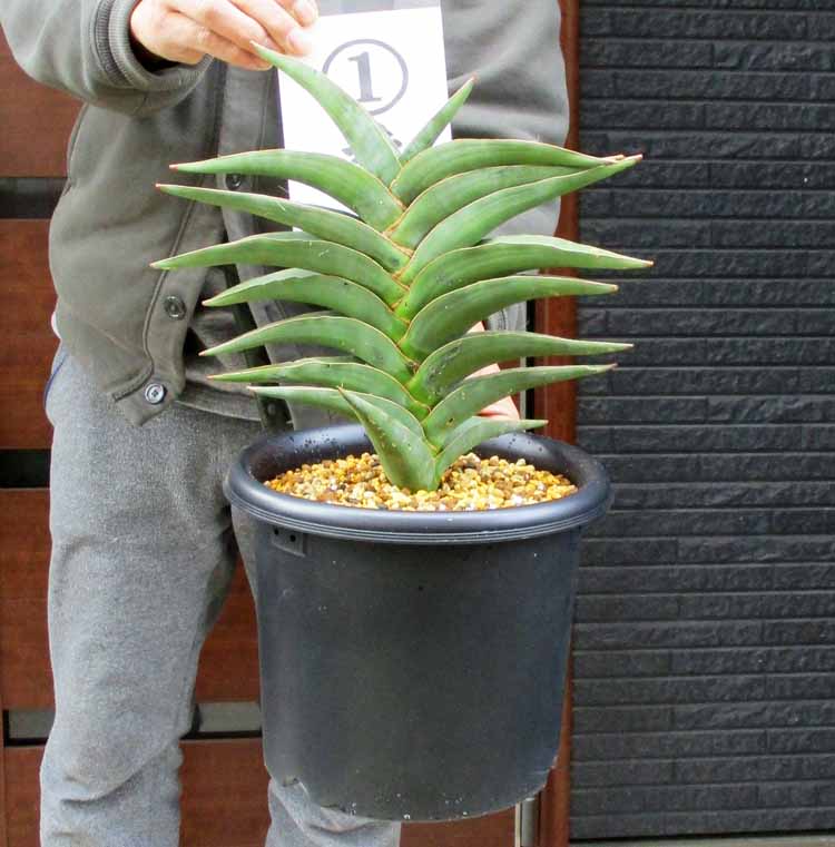 楽天市場】【現品・現物】【送料無料】チランジア・エーレルシアナ Tillandsia ehlersiana ３５A番 エアープランツ（エアプランツ）  : 松や植物園 楽天市場支店