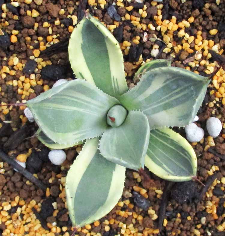 楽天市場】【現品・現物】アガベ・パリー・トルンカータ・ライムストリーク Agave parryi var. truncata 'Limestreak' アガベ・パリー・トランカータ・ライムストリーク（吉祥天 パリー（パリーィ））5号 Bえ番【観葉植物・多肉植物・希少・珍奇植物】ドライガーデンロック  ...