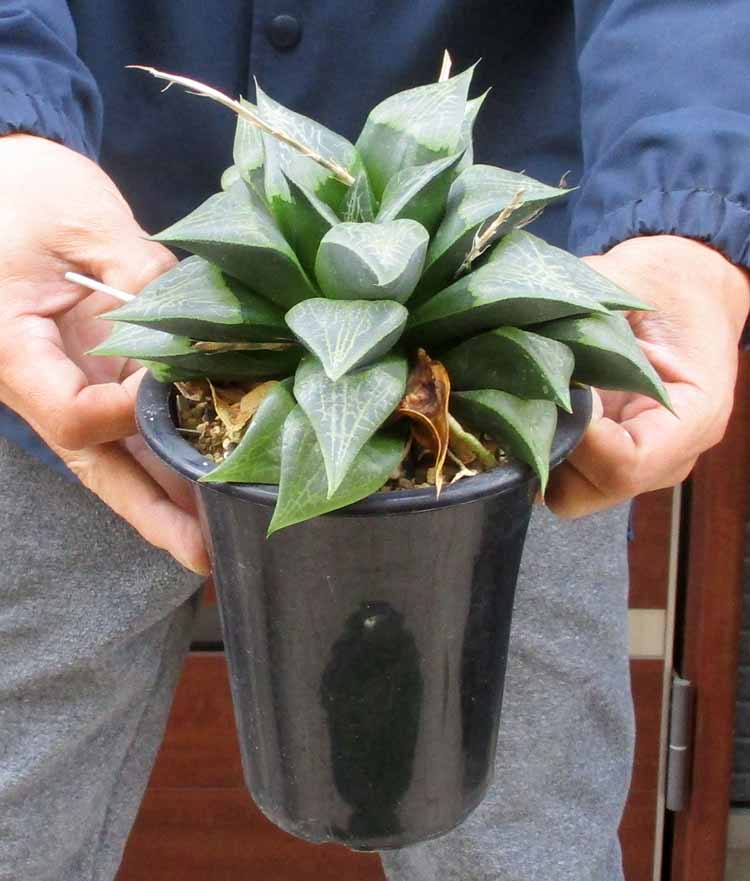 楽天市場】超大株☆【現品・現物】Encephalartos msinganus エン 楽天市場】超大株☆【現品・現物】Encephalartos msinganus エン