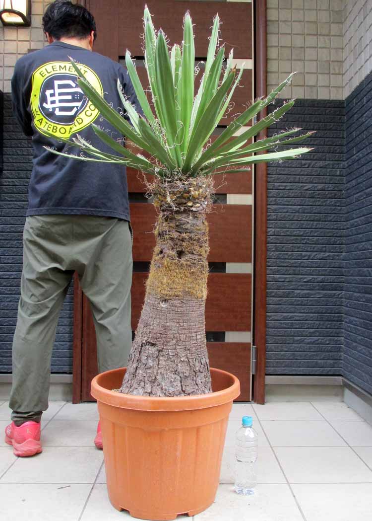 【現品】ユッカ・ファクソニアーナ yucca faxoniana 8号 3S番 楽天市場】【現品・現物】ユッカ・ファクソニアーナ yucca