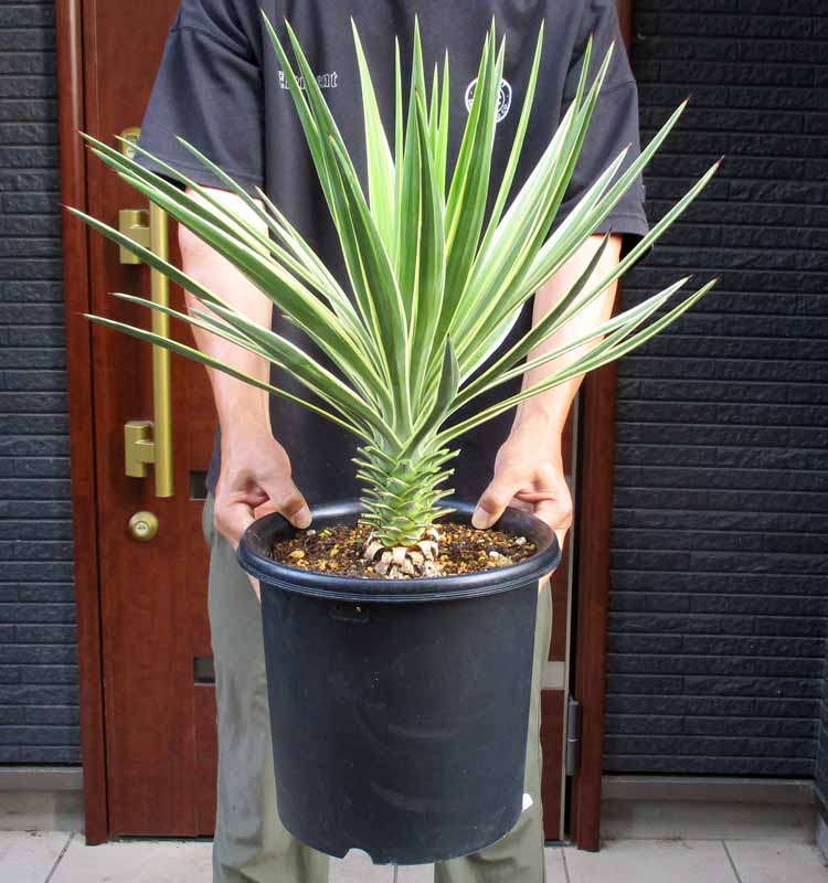 大型　送料込　ユッカ　グロリオサ　キミガヨラン観葉植物　ドライガーデン70cm ユッカ グロリオサ バリエガータ キミガヨラン特大株ダブル