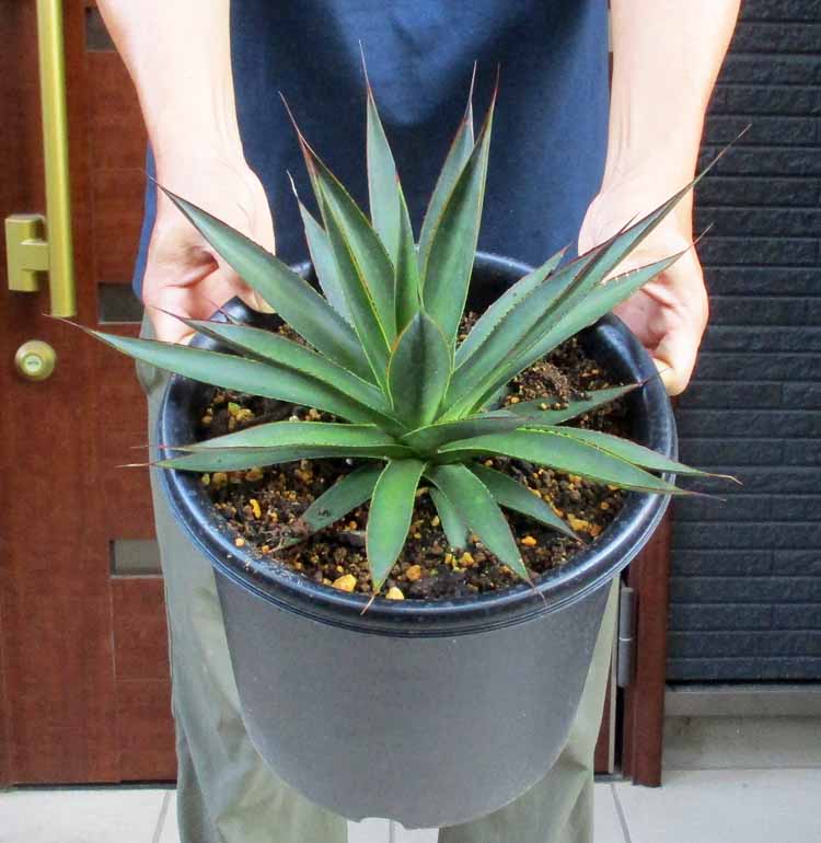 楽天市場】アガベ・ウエベリー（ウェベリー）Agave weberi. 別名