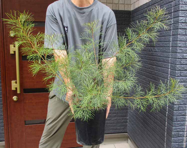 楽天市場】【現品・現物】グレビレア ハニーワンダー 10号 4Z