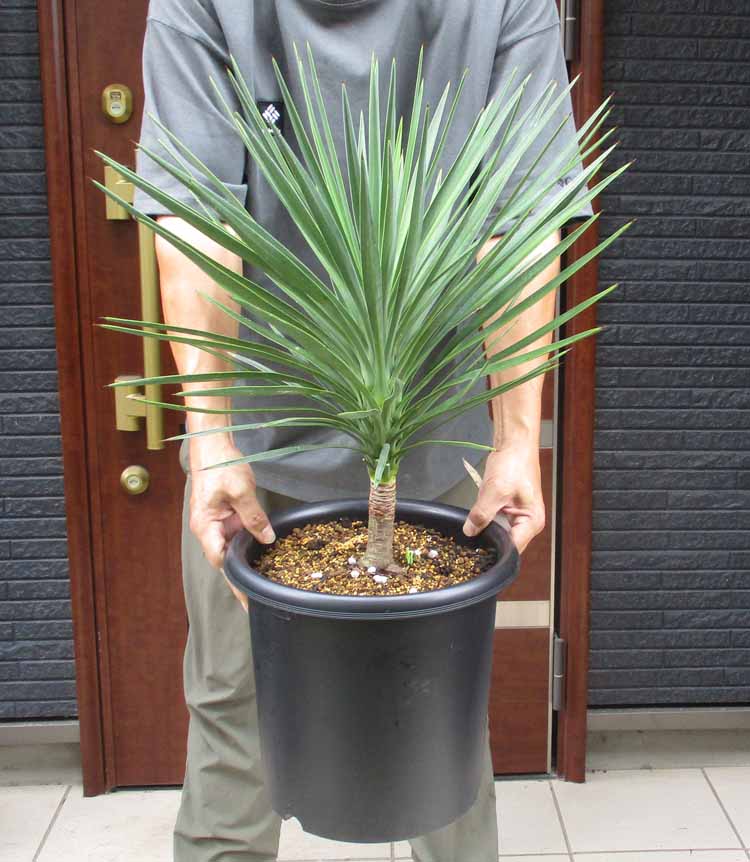 楽天市場】【現品・現物】ダシリリオン・ミキワネンシス 大株 12