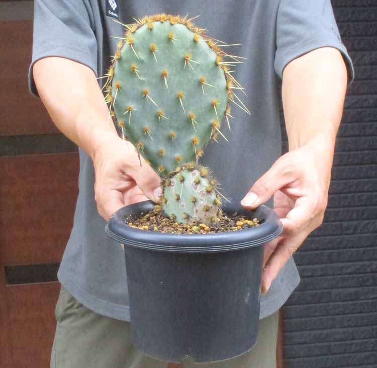 楽天市場】□多肉植物・サボテン□ NEW！現品販売 サボテン オプンチア