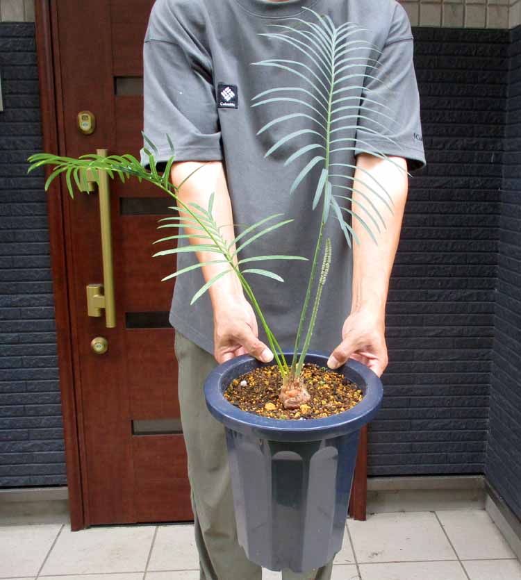 楽天市場】【選べる現品】サイカス タイシルバー（タイ原産銀葉ソテツ