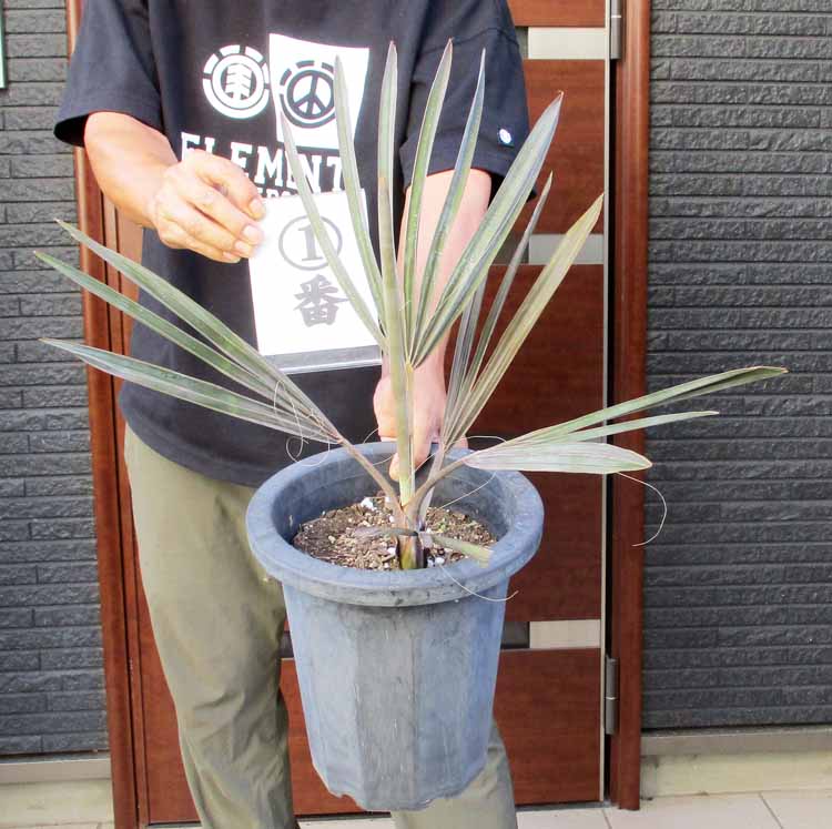 ピスタシア　レンティカス　レア植物　7号 楽天市場】ピスタチア レンティスクス 7号ポット植え : 千草園芸