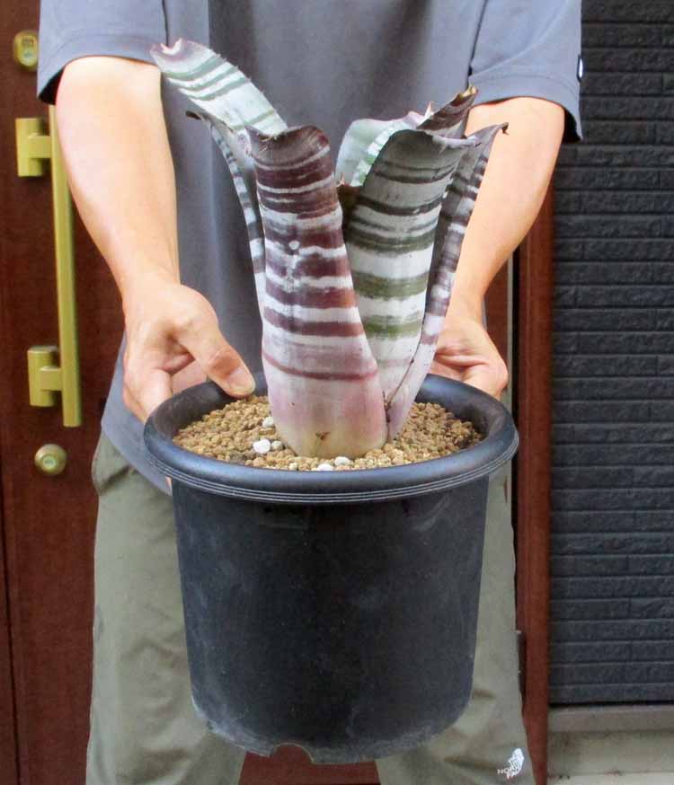 楽天市場】【現品】アルカンタレア・インペリアリス・ルブラ