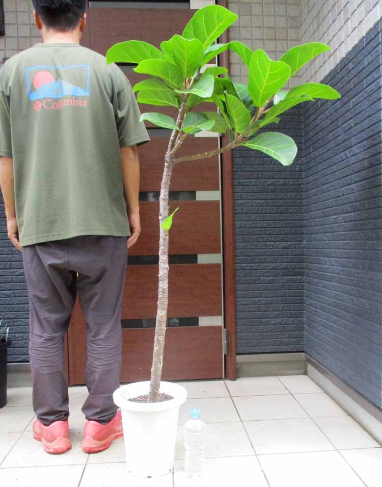 【セール】ブリガミア　インシグニス　No.004　鉢、送料込　メルカリ便 セール】ブリガミア インシグニス No.004 鉢、送料込 メルカリ便