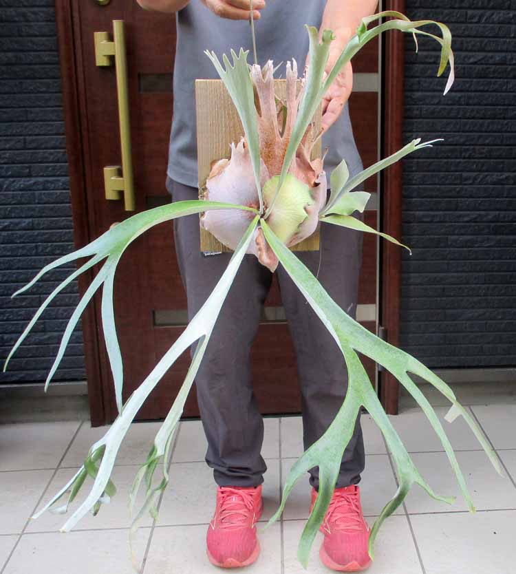 楽天市場】【現品・現物】発根済 ユッカ・リネアリフォリア - yucca