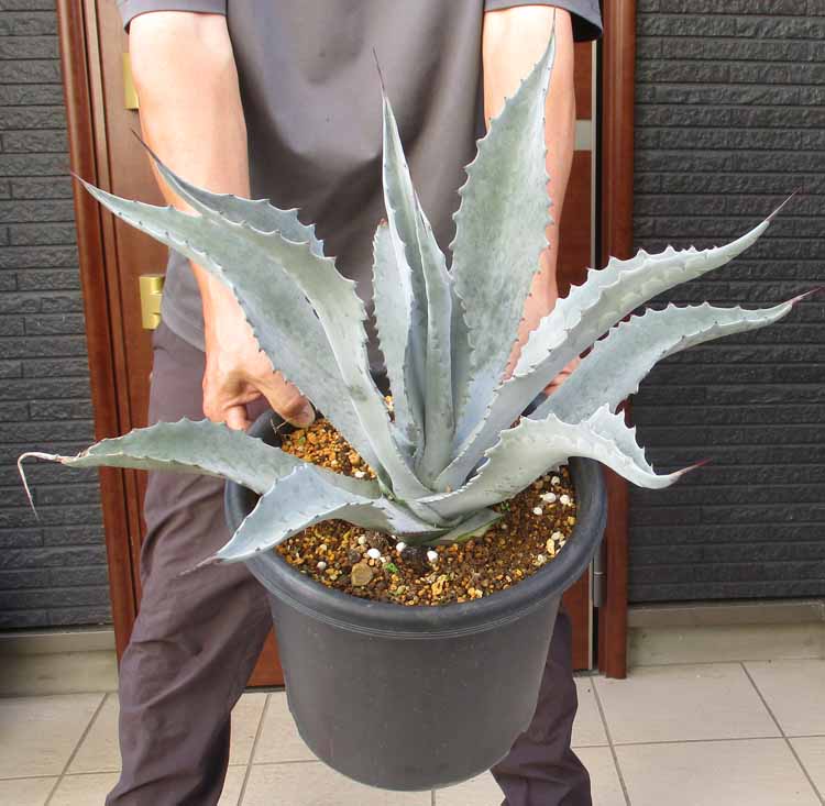⭕大型サイズアガベアメリカーナ⭕ imgrc0110687835.jpg