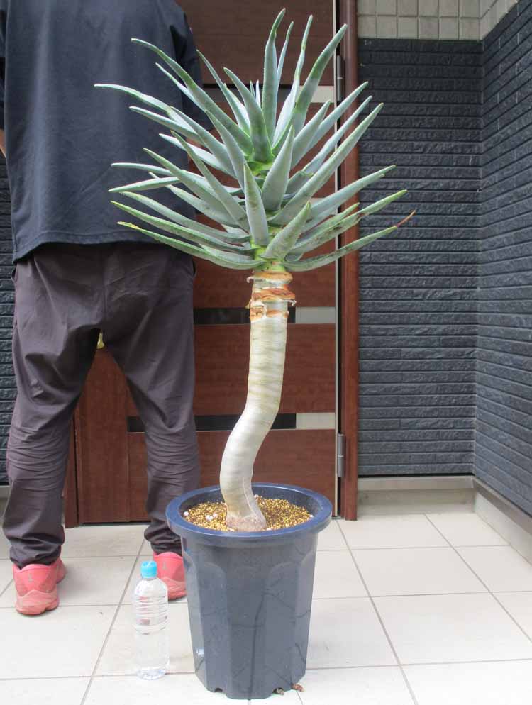 楽天市場】【現品・現物】発根済 バオバブの木 バオバブ・ディギタータ