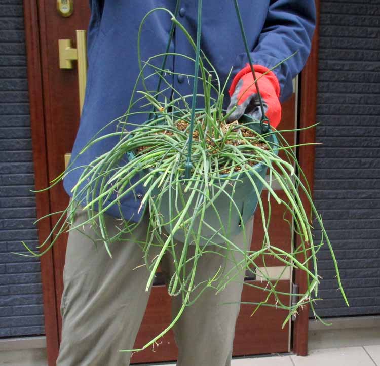 楽天市場】【現品・現物】サボテン・リプサリス・ゴーベリアナ