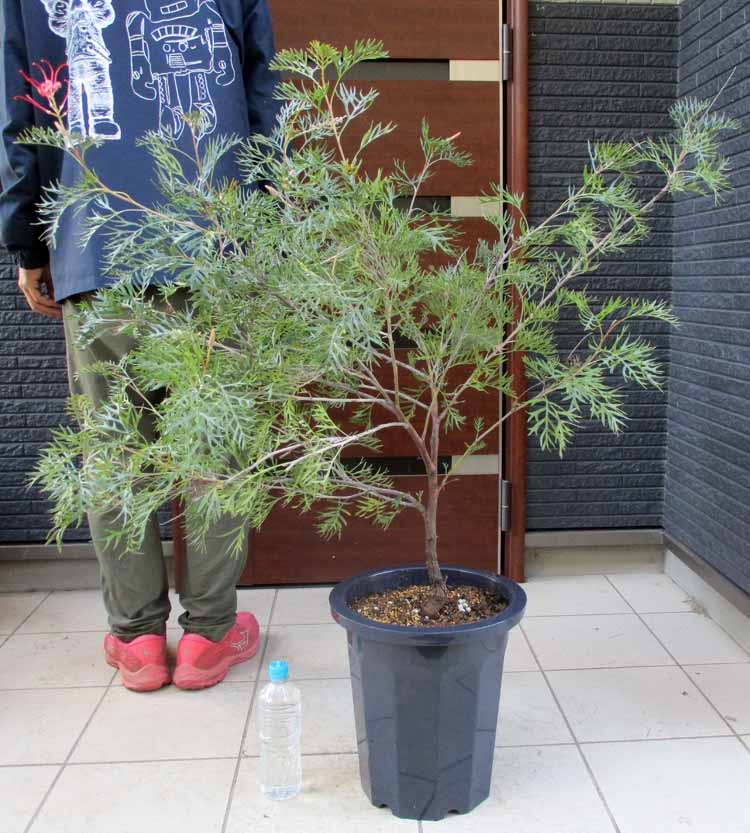 楽天市場】【現品・現物】ブルーマキ マキ・アイシーブルー Podocarpus