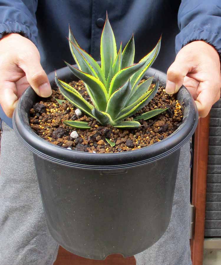 楽天市場】アガベ・ウエベリー（ウェベリー）Agave weberi. 別名