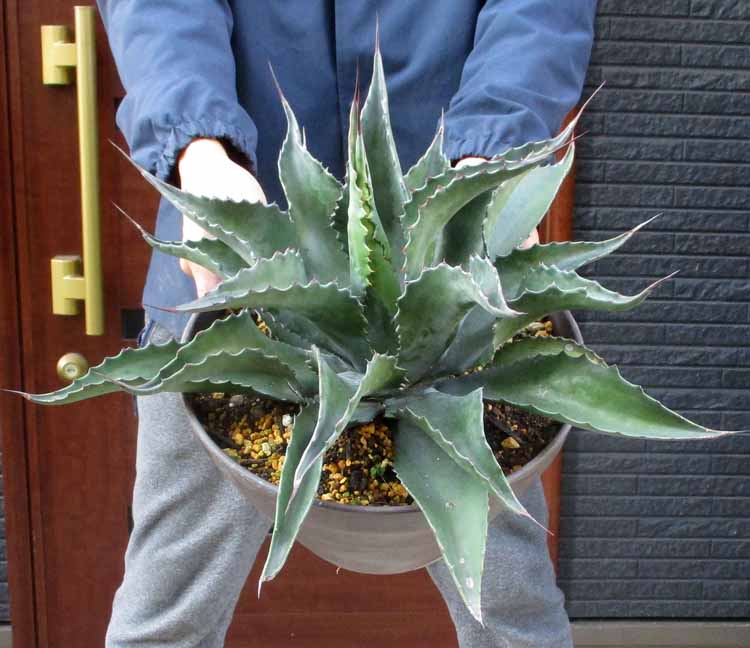 アガベ　クラッシスピナ アガベ・サルミアナ・クラッシスピナ(Agave salmiana crassispina