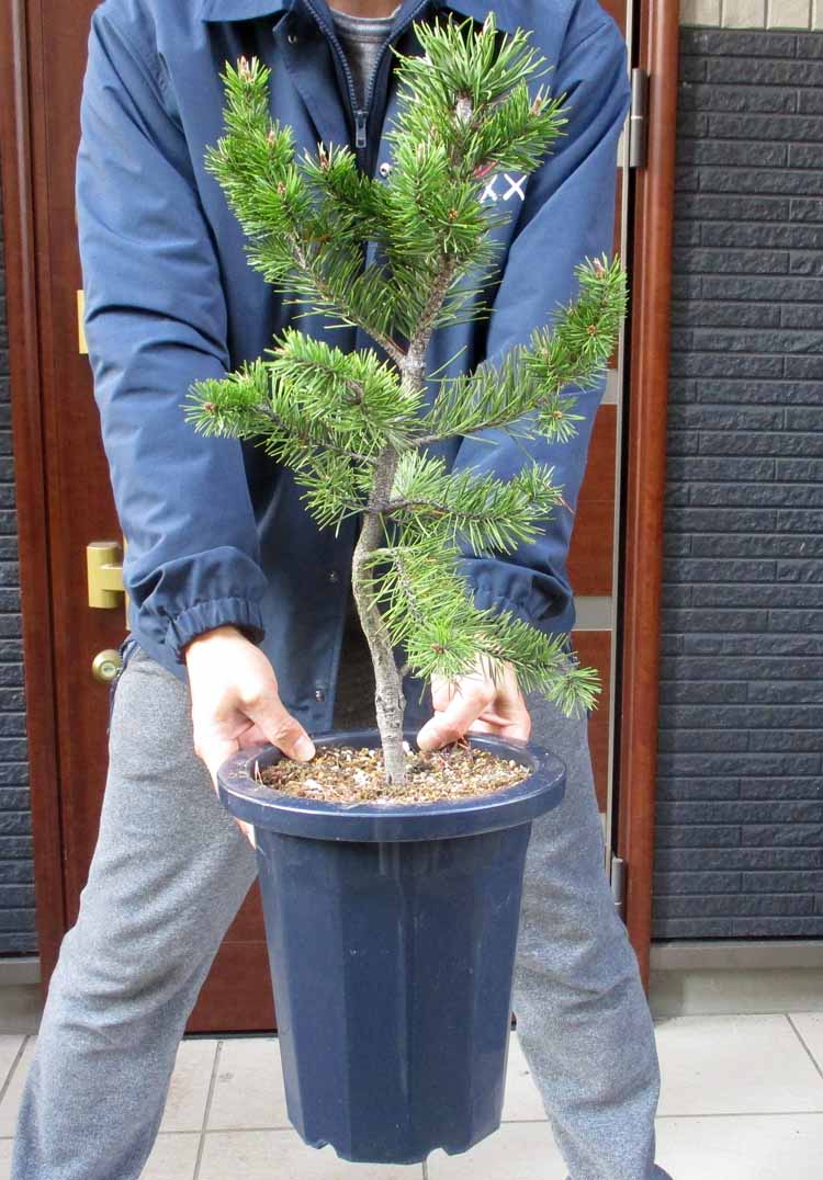 【現品】ピニョン松・マルチネスピニョンマツ・ビッグコーンピニョン　７号　P3番 現品】ピニョン松・マルチネスピニョンマツ・ビッグコーンピニョン 7