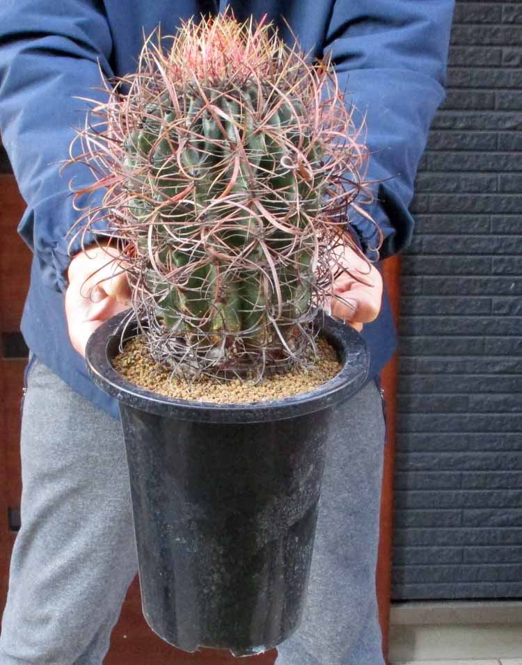 楽天市場】【現品・現物】【販売】 サボテン・アストロフィツム・亀甲