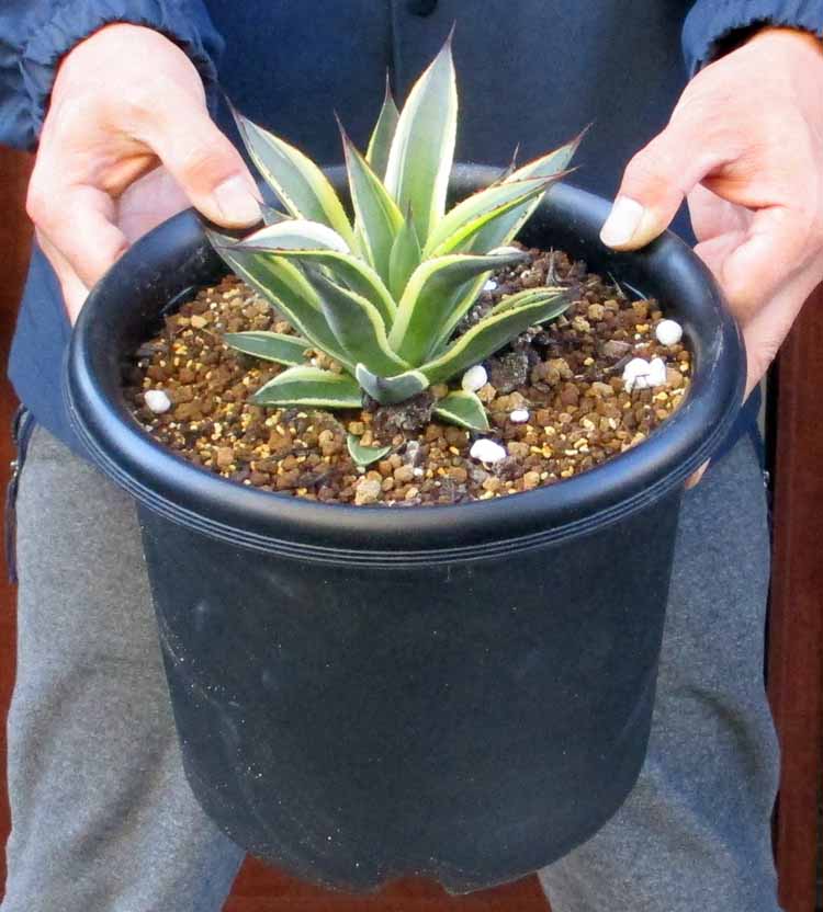 楽天市場】【現品・現物】アガベ・スノーグロー Agave hyb.'Snow Grow