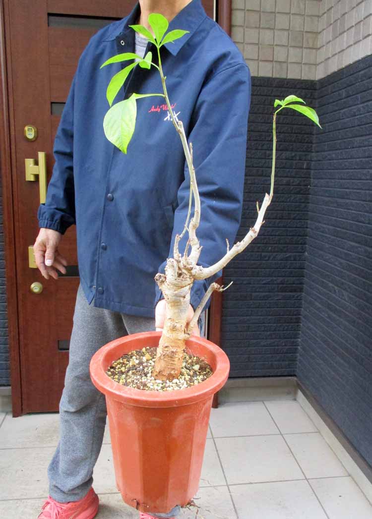 楽天市場】【現品・現物】発根済 バオバブの木 バオバブ・ディギタータ