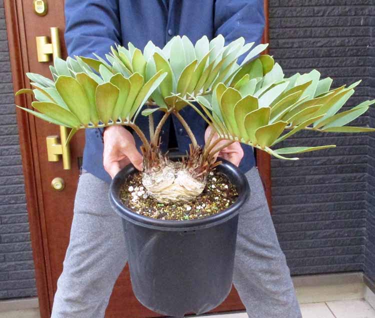 楽天市場】ザミアプミラ 5号サイズ（高さ約50cm） 観葉植物 指宿産