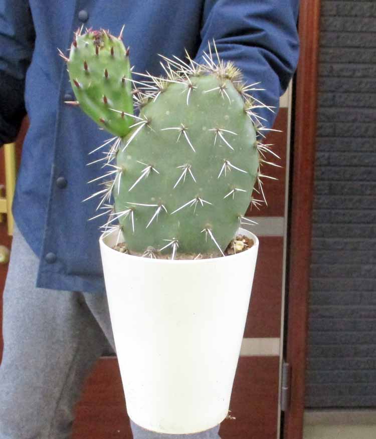 【現品】アガベ　エレミティアナ　12号鉢　TS番 楽天市場】☆【現品・現物】アガベ エレミティアナ 12号鉢 TS番 : 松や