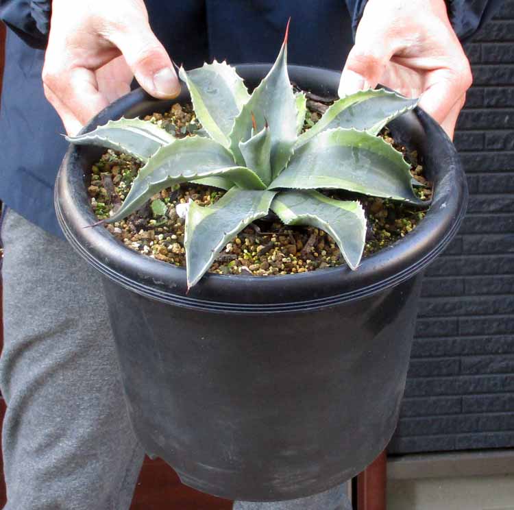 楽天市場】【現品】アガベ オバテイフォリア 斑入り 10号鉢植え A