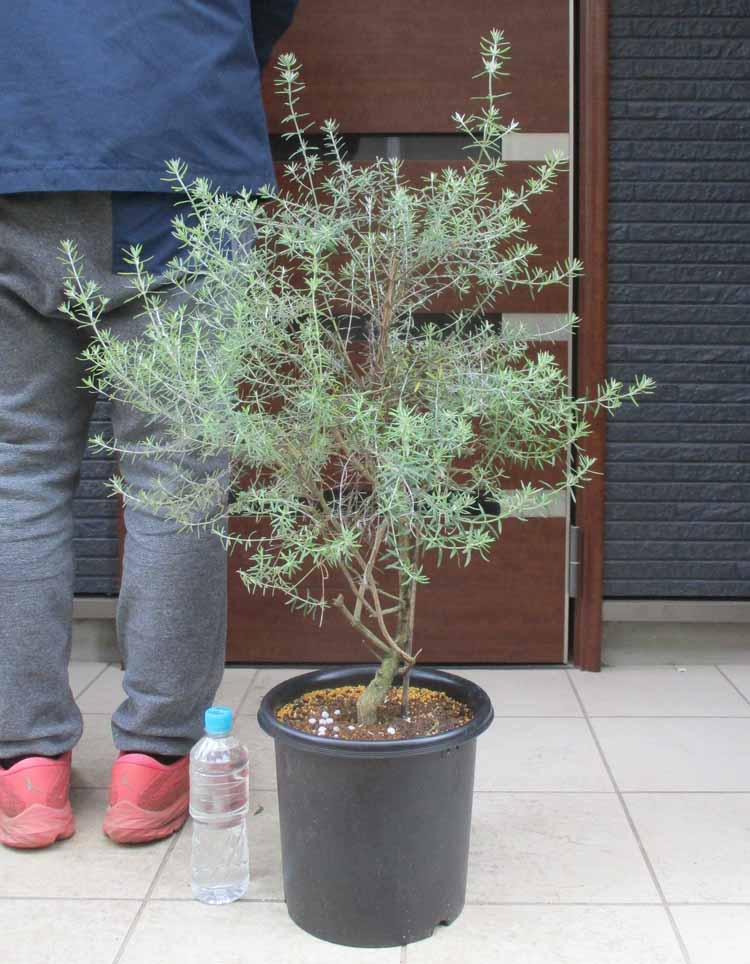 プヤ　ベヌスタ３頭　ドライガーデン　セルーレア　レア プヤ ベヌスタ3頭 ドライガーデン セルーレア レア プヤ ベヌスタ3頭