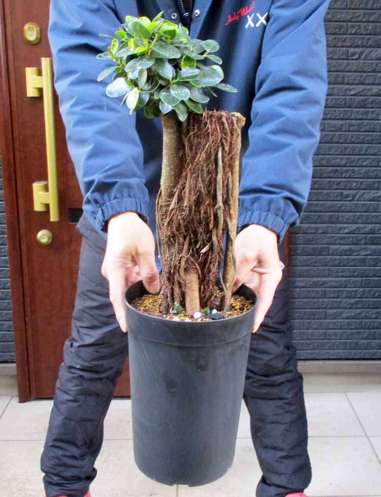 楽天市場】【現品・現物】Trithrinax campestris トリスリナックス