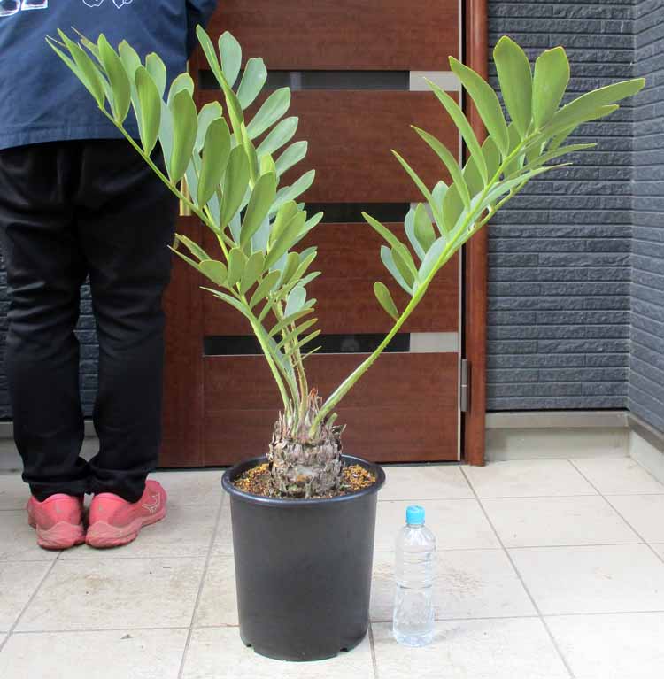 楽天市場】日時指定できません 発根済！【現品・現物】ダシリリオン