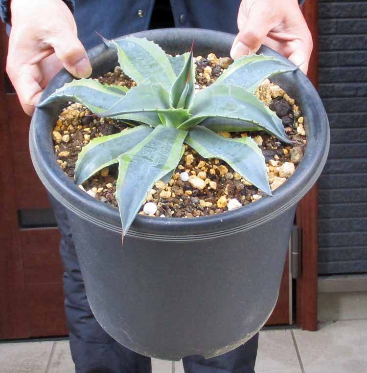 楽天市場】【現品発送】アガベ オバティフォリア【オルカ】 苗木【FA