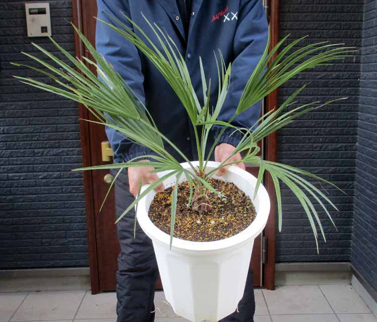 楽天市場】ブラヘア アルマータ（特大株）NO1 : 打出農園