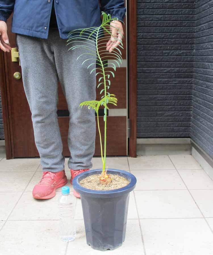 楽天市場】【選べる現品】サイカス タイシルバー（タイ原産銀葉ソテツ