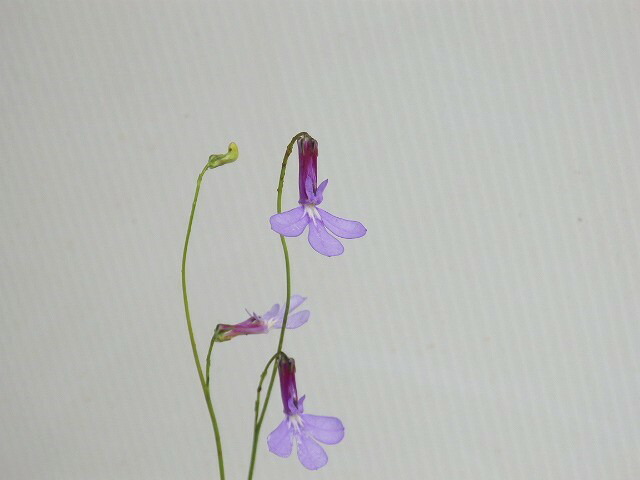 ロベリア プリンセスブルー