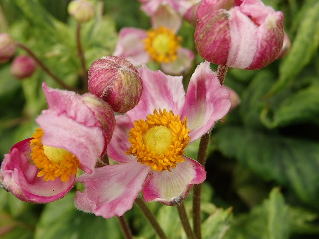 楽天市場】秋明菊（シュウメイギク） モモイロブーケ 3.5号 : 千草園芸