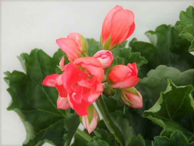 楽天市場 花終わり処分 ゼラニウム チューリップゼラニウム 15cm鉢 アリスガーデン