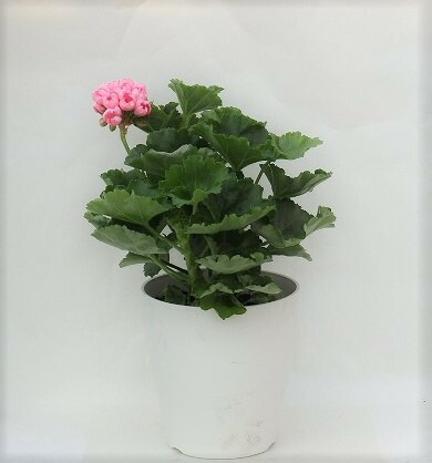 楽天市場 ゼラニウム チューリップゼラニウム チェリーパンドラ 15cm鉢 アリスガーデン