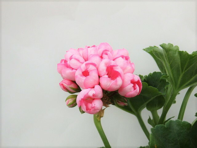 楽天市場 ゼラニウム チューリップゼラニウム チェリーパンドラ 15cm鉢 アリスガーデン